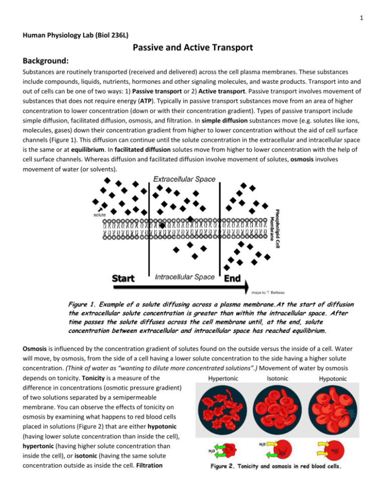 Passive and Active Transport