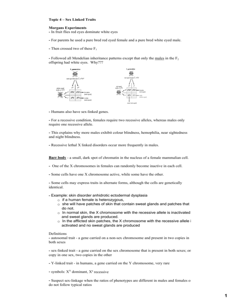 Topic 4 Sex Linked Traits Morgans Experiments In Fruit Flies Red 3014