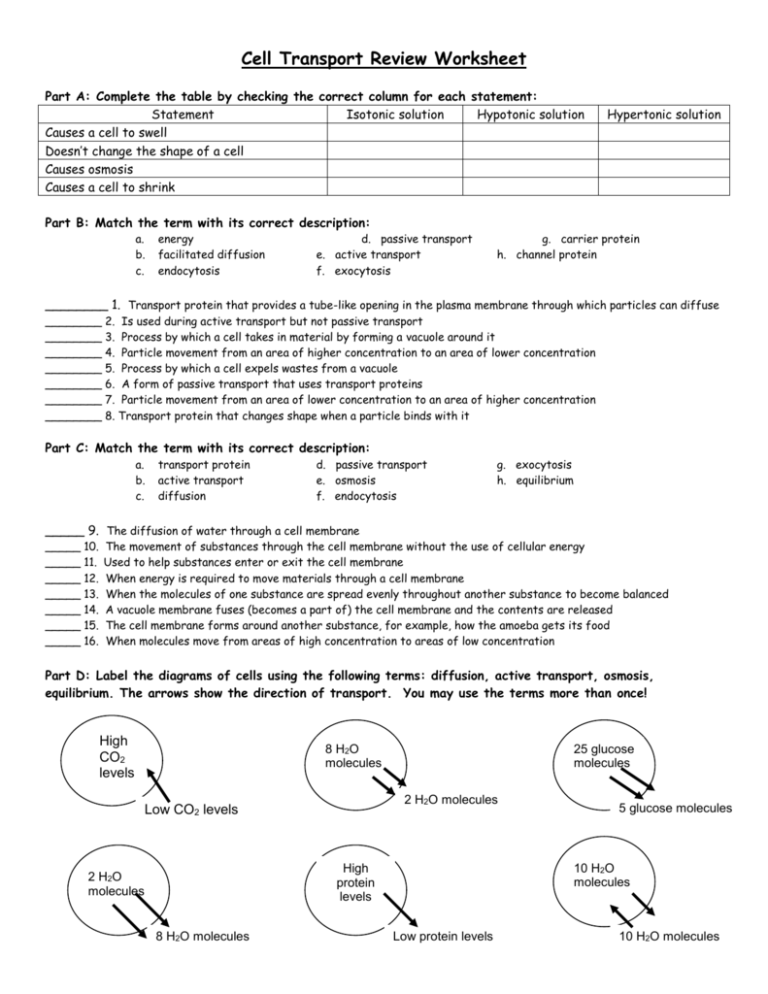 Cell Transport Review Worksheet Answers