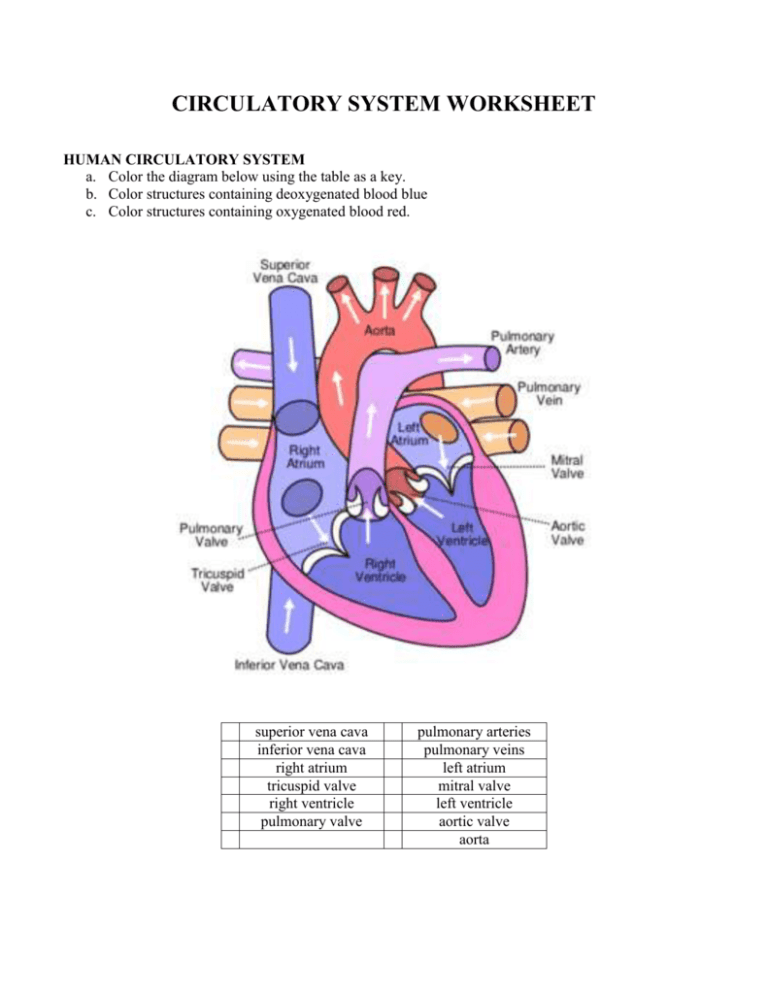 1: CIRCULATORY SYSTEM WORKSHEET