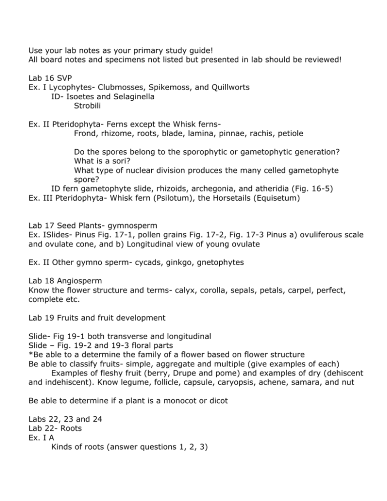 Lab practicum II supplemental outline