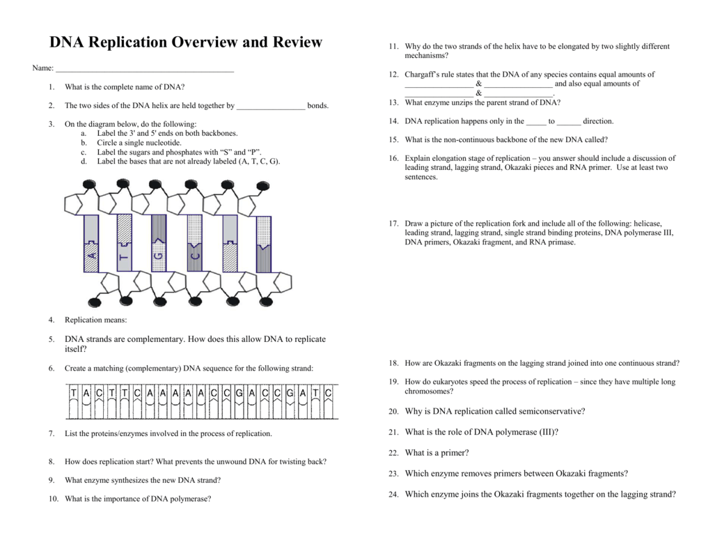 DNA Replication Overview and Review Throughout Dna Replication Review Worksheet