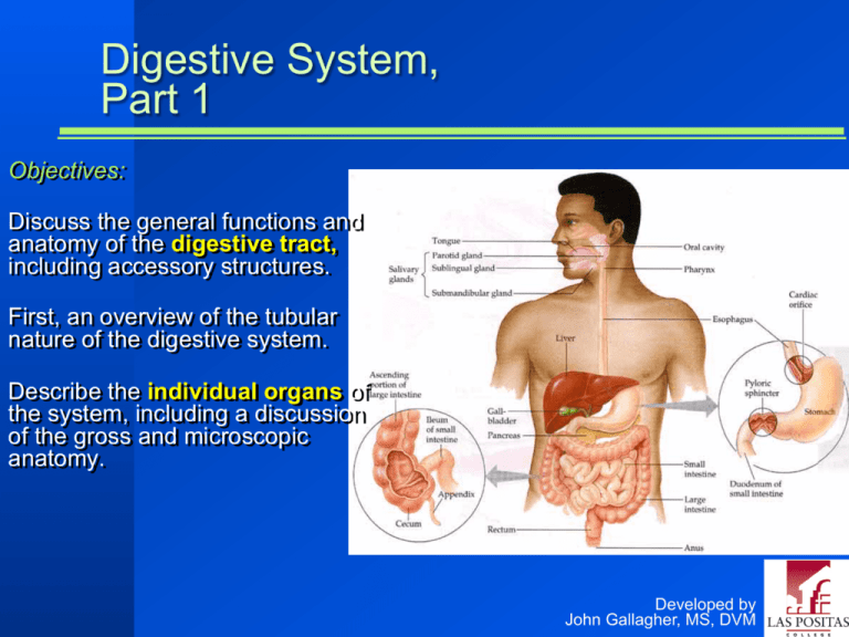 Chapter 23 Digestive System, Part 1