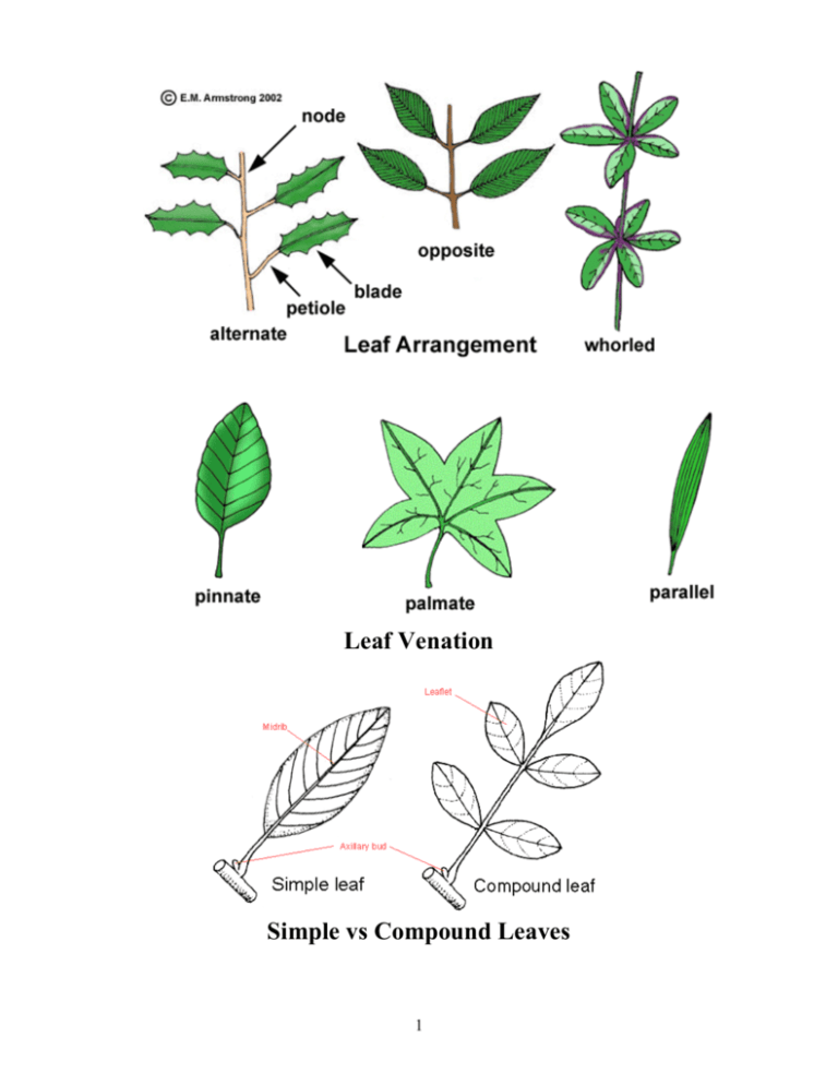 Leaf Venation Simple Vs Compound Leaves