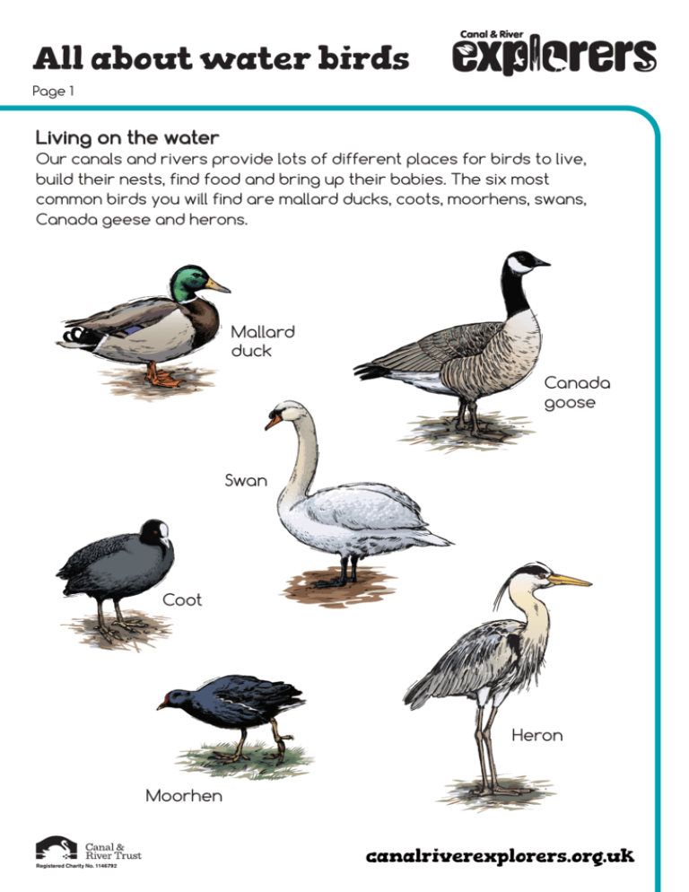 all-about-water-birds