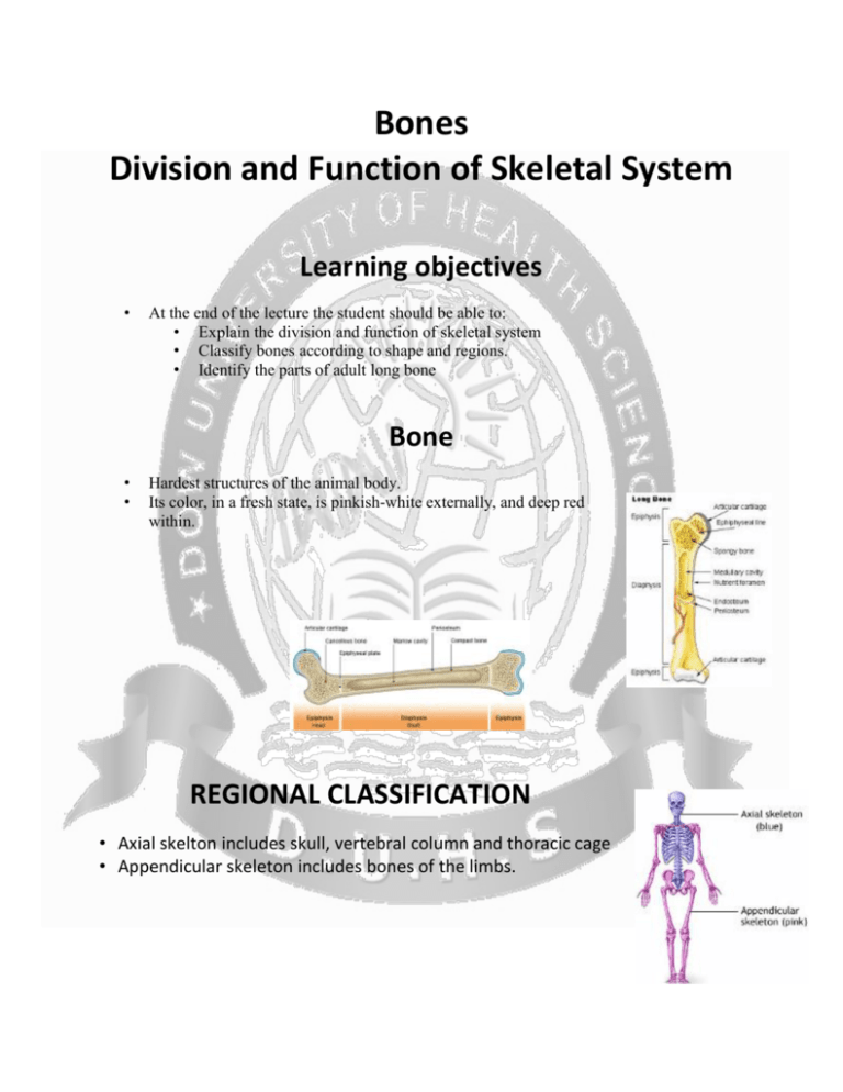 bones-division-and-function-of-skeletal-system