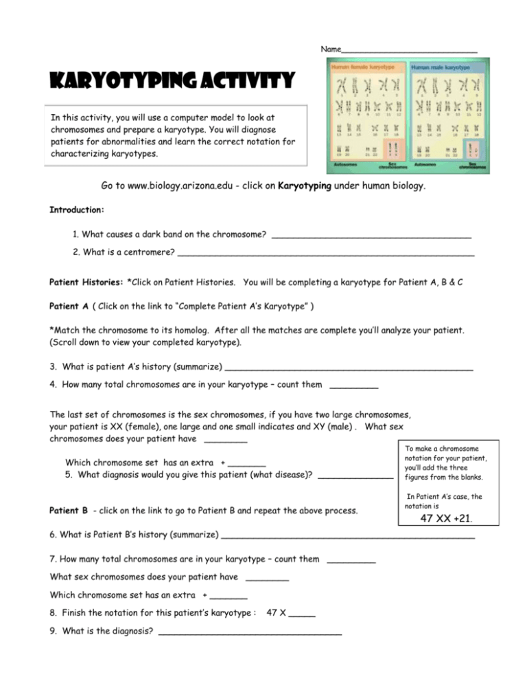 Karyotyping Activity