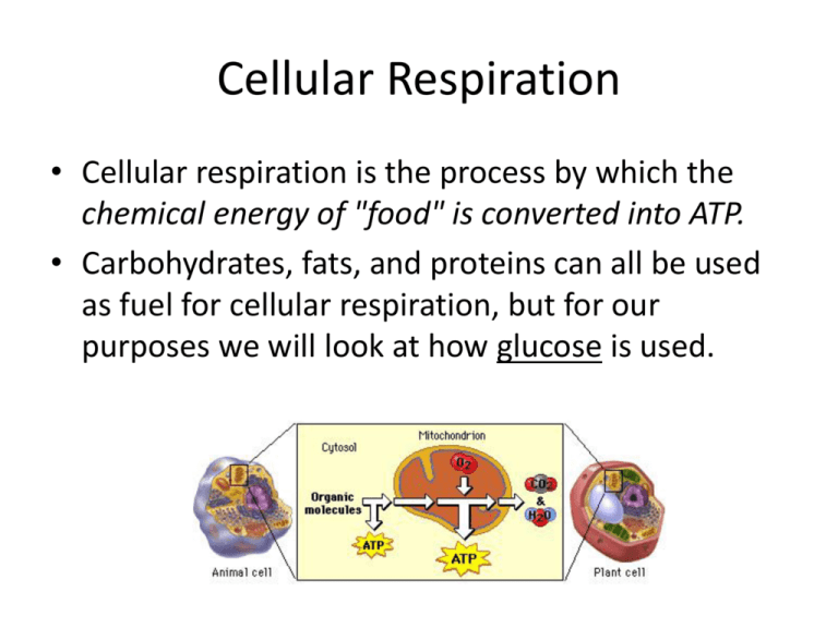 Cellular Respiration