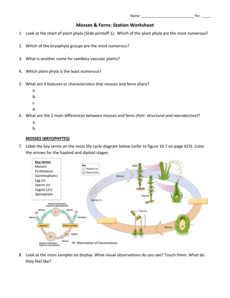 Mosses & Ferns: Station Worksheet