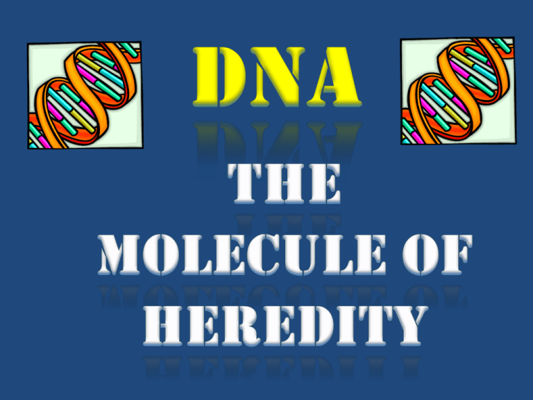 dna & protein synthesis