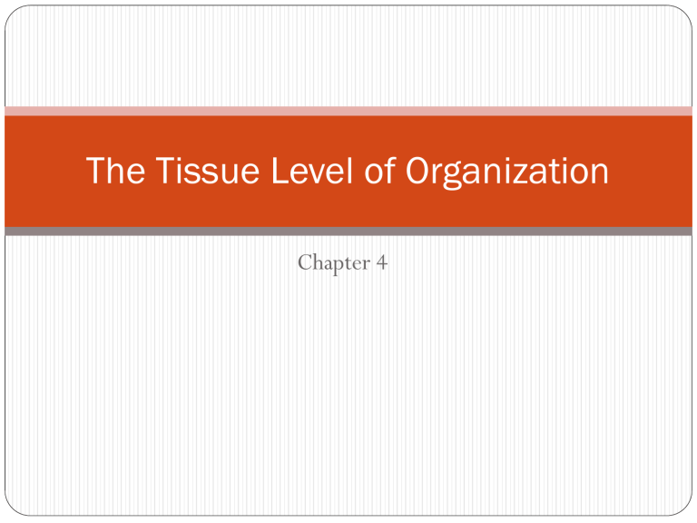 The Tissue Level of Organization