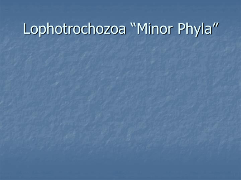 Topic 8 Lophotrochozoan Minor Phyla