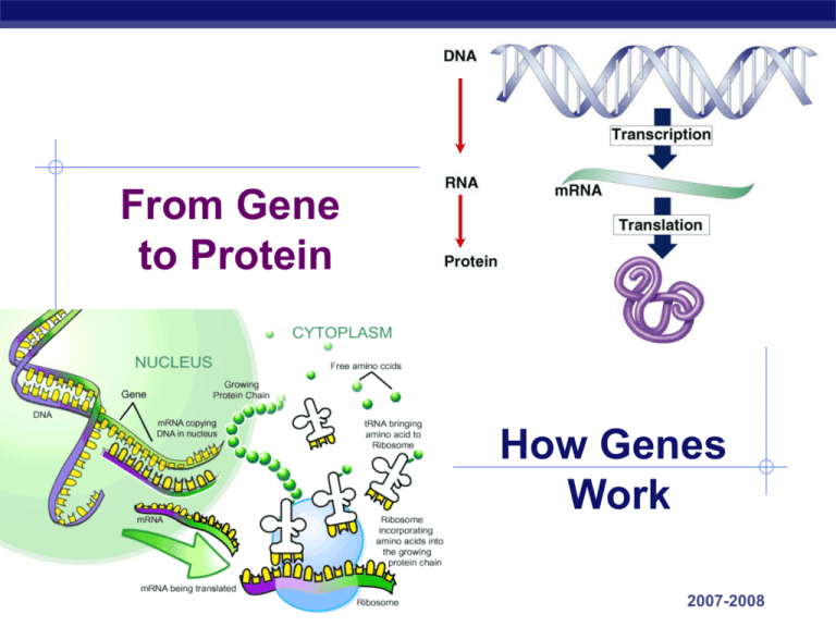 AP Biology Basics From Gene to Protein