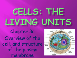 cells: The living units