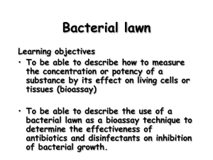 Bacterial Lawn: Antibiotic Sensitivity Testing