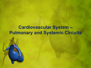 Cardiovascular System