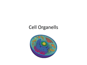 Cell Organelles