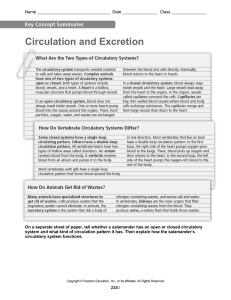 Circulation and Excretion Worksheet