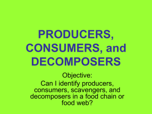 Producers, Consumers, Decomposers: Food Chain Basics