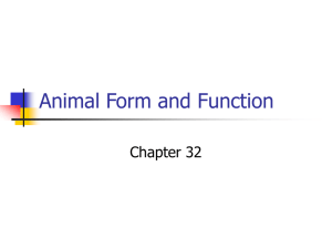 Animal Form and Function