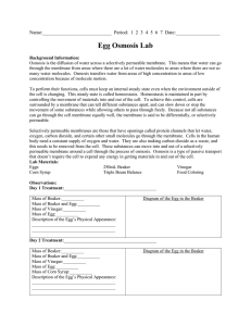 Egg Osmosis Lab