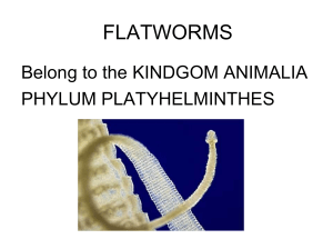 FLATWORMS