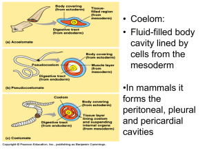 1. szakasz a platyhelmintek áttekintése - Milyen testű a fonálféreg? Típus Gömbférgek