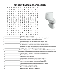 Urinary System Worksheet: Anatomy & Functions
