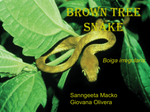 BrownTreeSnake