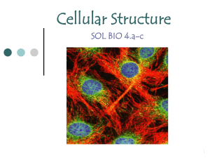 Prokaryotic Cells