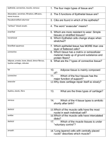 Tissue Types Worksheet: Epithelial, Connective, Muscle, Nervous