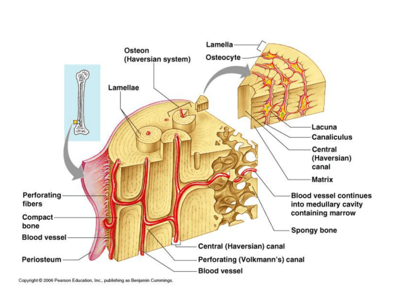 Bone Structure: Compact Bone & Osteocytes Worksheet