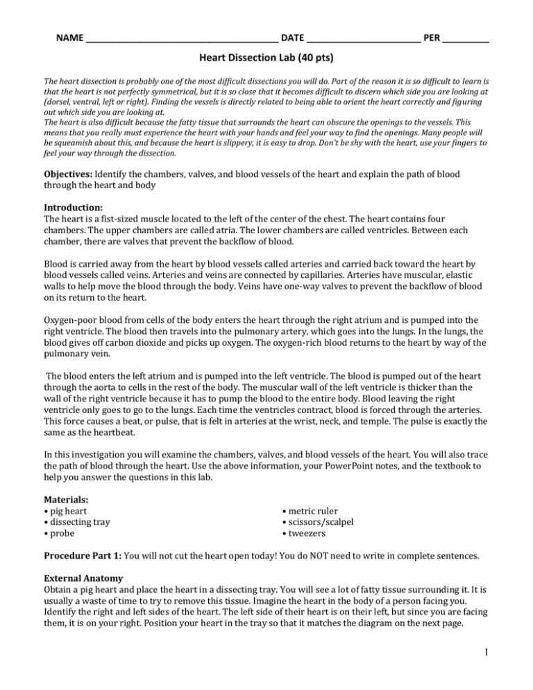 PigsHeartDissection Ms Kim's Biology Class