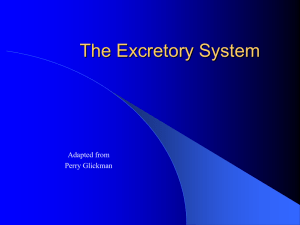 Human Excretory System: Lungs, Liver, Kidneys & Nephron Function