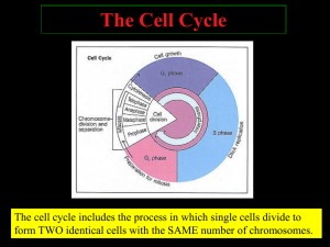 1CellCyclePPT