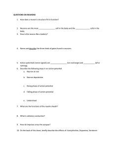 QUESTIONS ON NEURONS PREZI