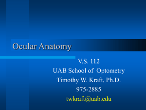 Ocular Anatomy - UAB School of Optometry