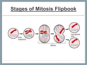 Mitosis Stages Flipbook: Cell Division Explained