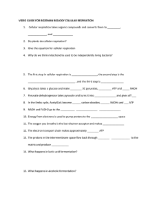 Cellular Respiration Video Guide: Bozeman Biology