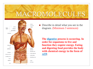 Macromolecules: Carbohydrates, Lipids, and Proteins