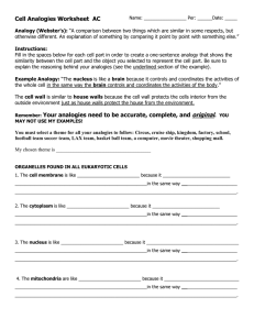 Cell Analogy Worksheet: Eukaryotic Cell Organelles