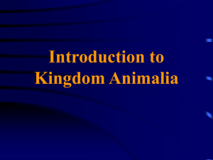 Kingdom Animalia: Introduction to Animal Phylogeny