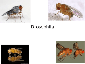 Drosophila PPT