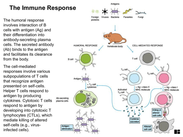 B Cell Epitope