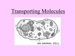Transporting Molecules - local.brookings.k12.sd.us