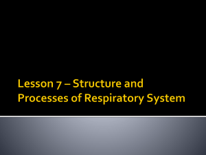 Lesson 7 Structures and Processes of the Respiratory Syst
