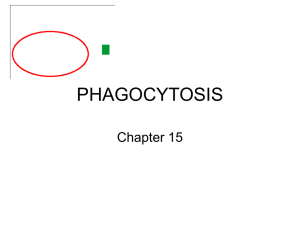 PHAGOCYTOSIS