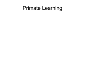 Primate Learning