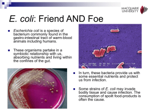 E. coli in the lab