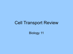 Cell Transport Review